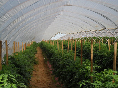 High Tunnels caption here